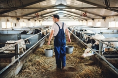 Image a male farmer with cows in a shed with feed