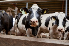 Image Cow farming.