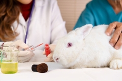 Image A bunny getting makeup put on them.