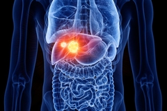 x-ray style image of liver and gut