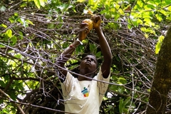 Image A farmer in Senegal harvesting Madd Fruit.