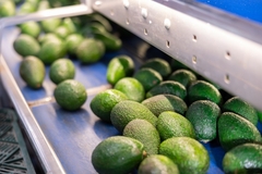 Avocados on a production line.