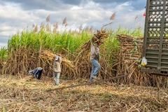Image sugarcane workers in the field