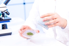 Person testing dried herbs