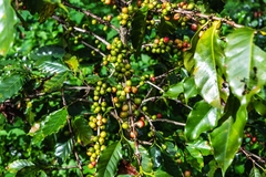 fresh green arabica coffee cherries growing on coffee plant