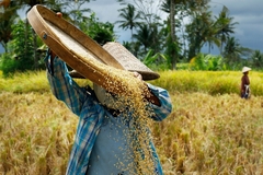Image farmer harvesting rice in field