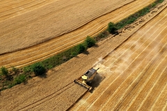 Image harvesting wheat crop