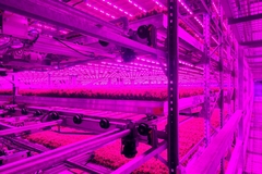 Image vertical farming indoor pink light
