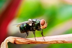 Image New World screw-worm fly on a brown leaf