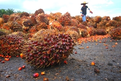 oil palm fruits with a farmer in the background