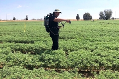 a man with a digital device in a chickpea farm
