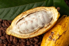 Image Cocoa fruit and cocoa beans.