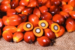 Image Palm oil fruits