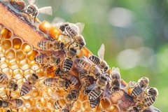 Image honey bees on honeycomb in apiary in summertime