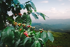 Image coffee plant with fruits