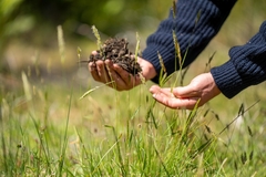 Image a man's hand holding soil sample