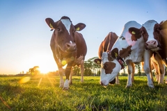 Dairy cows.