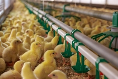 Image Broiler chickens feeding.