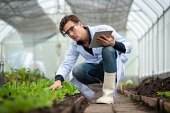 Image Scientist inspecting crops