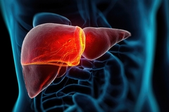 Image Diagram of a human liver