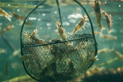 Image Shrimp in nets.