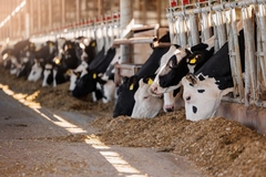 Image Dairy cows.