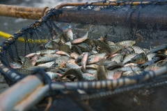 Image Fish in a net.
