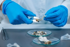 Image A scientist cuts up psilocybin mushrooms in a lab.