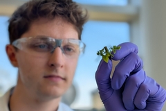 Image Male scientist holding a raspberry plantlet used as source of protoplast.