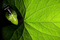 Leaft Foods Rubisco protein
