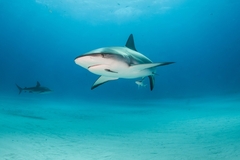 shark under water