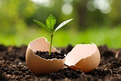 Image Egg shells