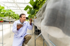 Image man inside greenhouse inspecting fruits