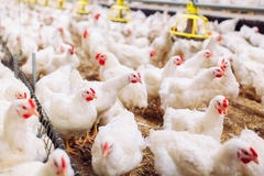 Image Chickens on farm.
