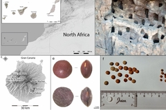 Image Ancient crop growth in Canary Islands.