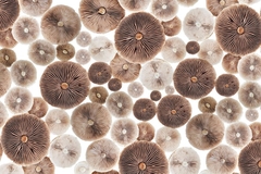 Image mushrooms with white background