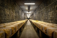 cheese cave with cheese wheels in rows