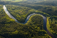 rainforest aerial view