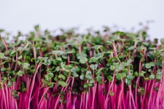 Image Microgreens
