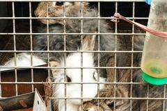 Image Three bunnies on top of each other in a cage.