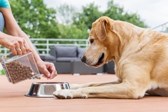 Image woman's hand giving dog food to dog sitting on brown floor