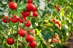 fresh bunch of red tomatoes on a branch