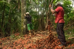 Two men in a forest surrounded by branches.