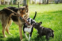 Image Three cute doggies all standing next to each other in a park.