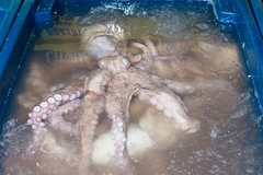 Image Octopus farming ice slurry slaughter.