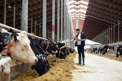 Image farmer with clipboard on dairy farm with cows