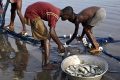 Image two boys put dead fish into basket from net on shore