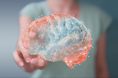 Image Brain diagram