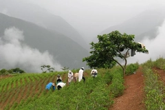 Image Aymara Women harvesting coca leaves on hill