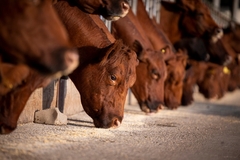 Image Cows feeding